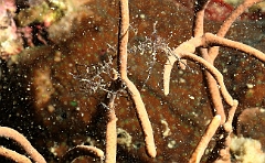 Raja Ampat 2016 - Achaeus spp - Undetermined - Decorator crab - Araignee ou crabe - IMG_5042_rc